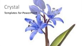  Presentation with spring - Amazing presentation theme having close-up-of-siberian-squill backdrop and a white colored foreground