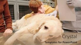  Presentation with sick dog - Presentation theme having close-up-of-sick-dog background and a coral colored foreground