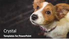  Presentation with pet - Slide deck having close-up-of-small-brown background and a dark gray colored foreground