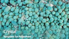  Presentation with succulent - PPT theme with close up of small cactus background and a teal colored foreground