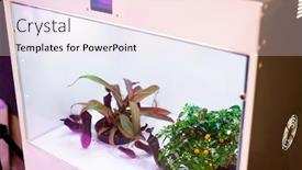  Presentation with photosynthesis - Beautiful PPT layouts featuring close-up-of-small-plants backdrop and a lemonade colored foreground