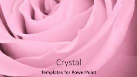  Presentation with pink rose petals - Presentation theme consisting of close-up-of-soft-pink background and a  colored foreground