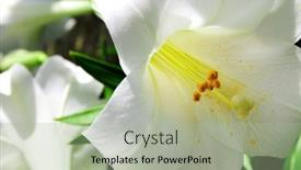  Presentation with white - Beautiful presentation theme featuring close-up-of-some-white backdrop and a mint green colored foreground