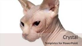  Presentation with cat - Beautiful theme featuring  backdrop and a  colored foreground.