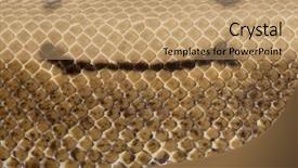  Presentation with python - Slide deck featuring close-up of spinner python background and a coral colored foreground