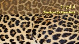  Presentation with spotted sheep - Slide deck having close-up-of-spotted-leopard background and a tawny brown colored foreground