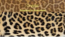  Presentation with texture - PPT theme having close-up-of-spotted-leopard background and a tawny brown colored foreground