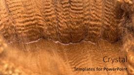  Presentation with brown - PPT theme having close-up-of-spreading-dark background and a gold colored foreground