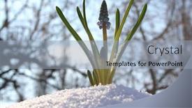  Presentation with snow day - 