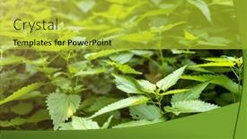  Presentation with nettle - Amazing presentation theme having close-up-of-stinging-nettle backdrop and a yellow colored foreground