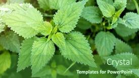  Presentation with nettle - Presentation consisting of close-up-of-stinging-nettle background and a forest green colored foreground