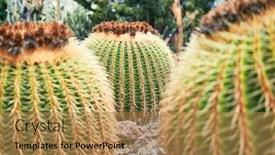  Presentation with green botanical - Amazing slide set having close-up-of-succulent-green backdrop and a gold colored foreground