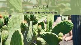  Presentation with botanical garden - Beautiful theme featuring close-up-of-succulent-green backdrop and a mint green colored foreground