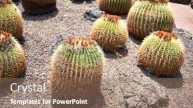  Presentation with green botanical - Colorful PPT layouts enhanced with close-up-of-succulent-green backdrop and a coral colored foreground