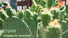  Presentation with botanical garden - Colorful slides enhanced with close-up-of-succulent-green backdrop and a tawny brown colored foreground