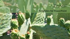  Presentation with green botanical - Beautiful presentation featuring close-up-of-succulent-green backdrop and a seafoam green colored foreground