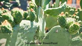  Presentation with botanical garden - Amazing presentation design having close-up-of-succulent-green backdrop and a seafoam green colored foreground