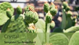  Presentation with green botanical - Audience pleasing presentation design consisting of close-up-of-succulent-green backdrop and a seafoam green colored foreground