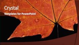  Presentation with fall color - PPT layouts having close-up of sugar maple leaf in fall color sprinkled with water droplets against black background background and a crimson colored foreground