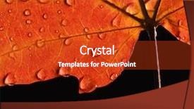 Presentation with fall color - Amazing theme having close-up of sugar maple leaf in fall color sprinkled with water droplets against black background backdrop and a crimson colored foreground