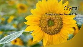  Presentation with sunflower - Presentation with close-up of sunflower blooming background and a gold colored foreground