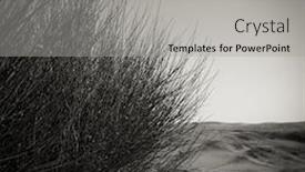  Presentation with tall - PPT layouts enhanced with close up of tall grass plant nature background black and white image background and a light gray colored foreground