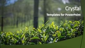  Presentation with green morning - Slide deck consisting of close up of tender green background and a gray colored foreground