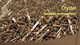  Presentation with ants - Presentation design enhanced with close up of the ants background and a  colored foreground