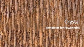  Presentation with palm tree - Slide set enhanced with close up of the bark background and a tawny brown colored foreground