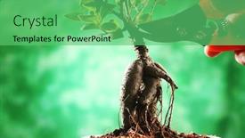  Presentation with bonsai - Slides featuring close-up-of-the-bonsai background and a seafoam green colored foreground