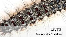  Presentation with caterpillar - Colorful presentation theme enhanced with close up of the caterpillar backdrop and a white colored foreground
