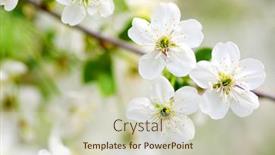  Presentation with cherry - Slides enhanced with close-up-of-the-cherry background and a soft green colored foreground