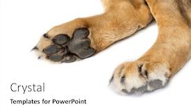  Presentation with paw - Slide deck having close-up-of-the-details background and a white colored foreground
