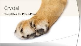  Presentation with paw - Slides enhanced with close-up-of-the-details background and a lemonade colored foreground