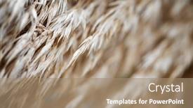  Presentation with ears - Amazing PPT theme having close-up-of-the-dried backdrop and a coral colored foreground