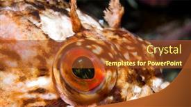  Presentation with eye - Slide set consisting of close-up-of-the-eye background and a tawny brown colored foreground