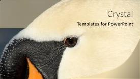  Presentation with eye - Colorful presentation theme enhanced with close-up-of-the-eye backdrop and a lemonade colored foreground