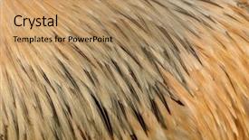  Presentation with lemon - Presentation having close up of the feathers background and a coral colored foreground