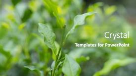  Presentation with green tea - 