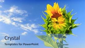  Presentation with bud - Presentation theme featuring close-up of the green bud of a sunflower background and a light blue colored foreground