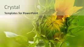  Presentation with bud - Slide set featuring green bud of a sunflower background and a yellow colored foreground