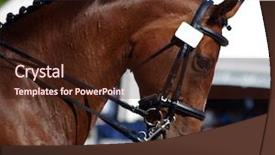  Presentation with horse head - PPT theme with a bay dressage horse background and a wine colored foreground