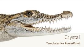  Presentation with philippine - Slides enhanced with close-up-of-the-head and a lemonade colored foreground