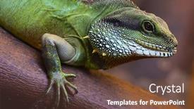  Presentation with tree - Amazing slides having close-up-of-the-lizard backdrop and a tawny brown colored foreground