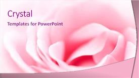 Presentation with pink rose petals - Amazing presentation design having close up of the pink rose petals backdrop and a pink colored foreground