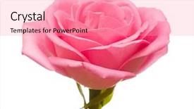 Presentation with pink rose - Beautiful PPT layouts featuring the pink rose petails backdrop and a coral colored foreground