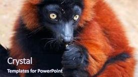 Presentation with lemur - PPT layouts featuring close up of the rare background and a wine colored foreground