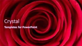  Presentation with bible red rose - Theme with close-up-of-the-red background and a wine colored foreground