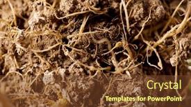  Presentation with plant roots - Slides with close-up-of-the-roots background and a tawny brown colored foreground