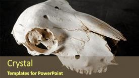  Presentation with skull - Presentation theme featuring close-up-of-the-skull background and a violet colored foreground